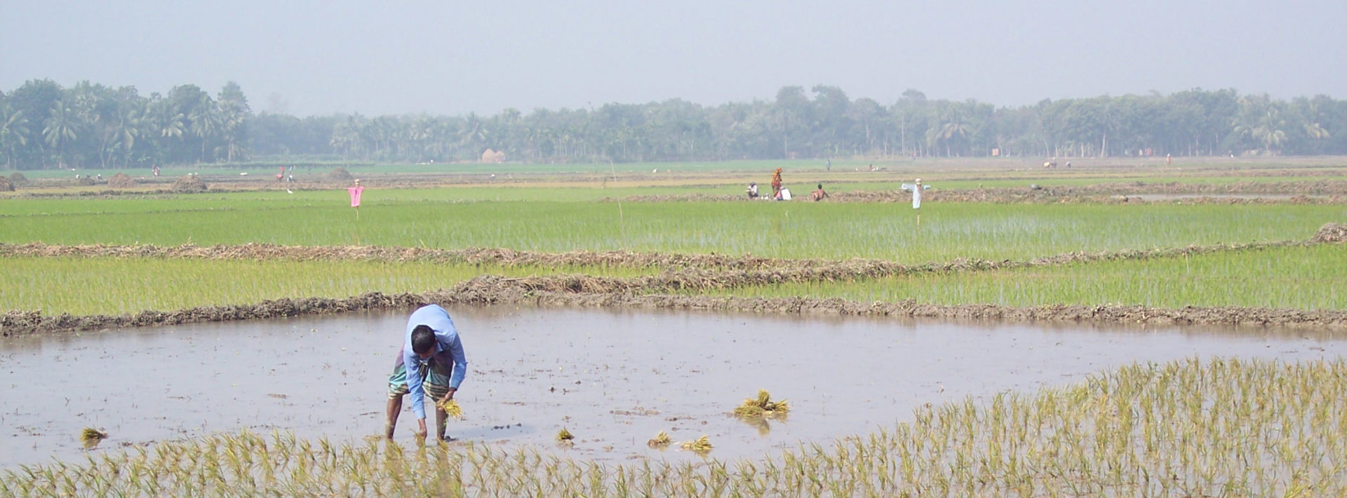 Research from Professor Charles Harvey shows arsenic in groundwater damages rice yield in Bangladesh