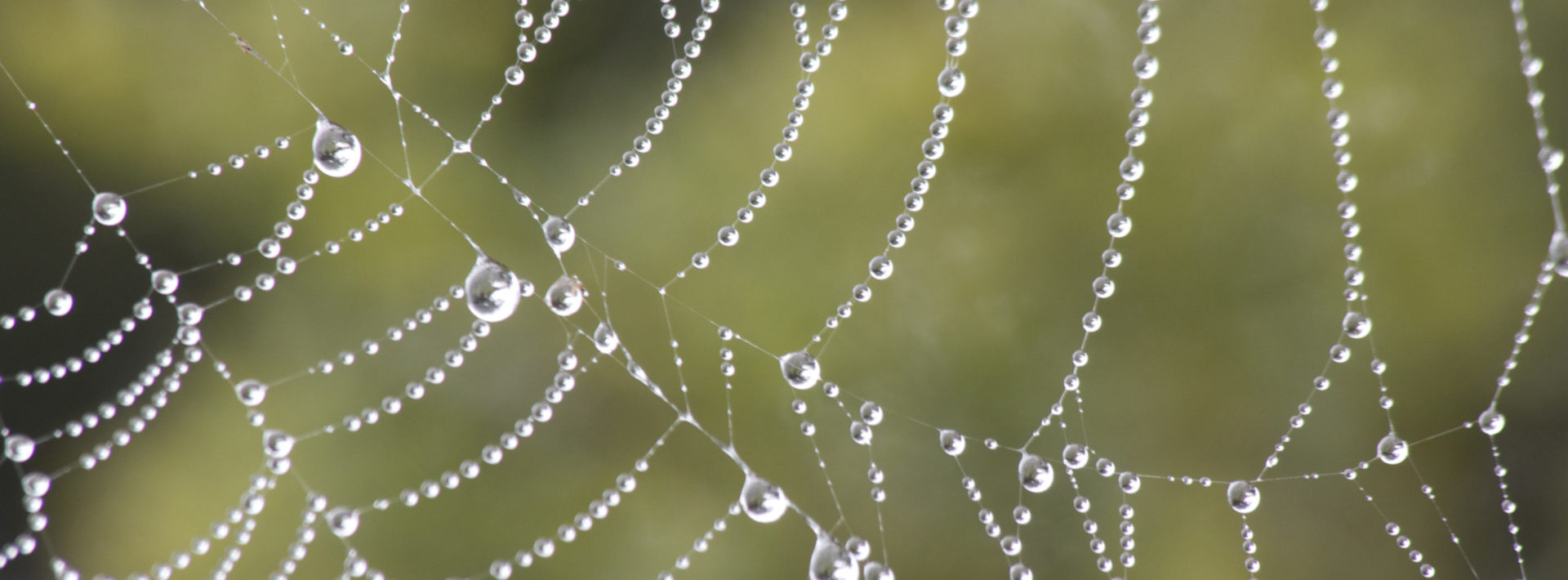 Research from Professor Markus Buehler and Laboratory for Atomistic and Molecular Mechanics shows spider silk can help understand how bones regenerate