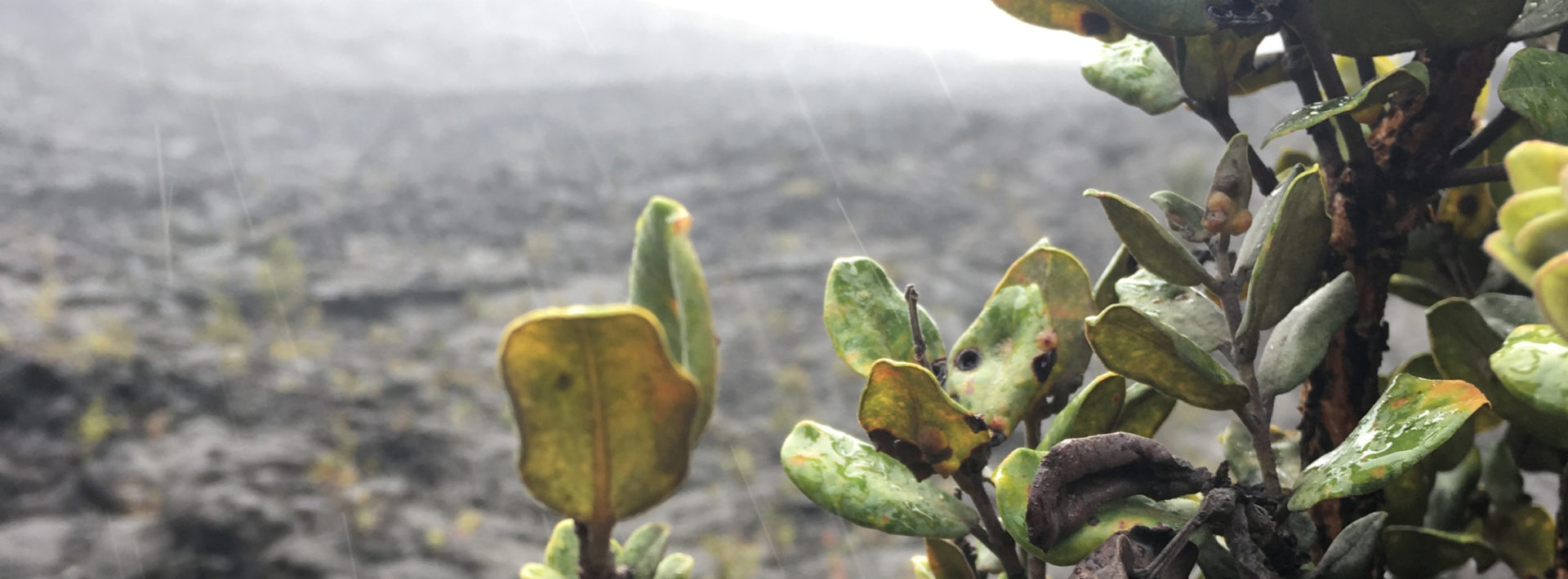 TREX 2018 Day 3: Biodiversity in the Kilauea Iki Crater