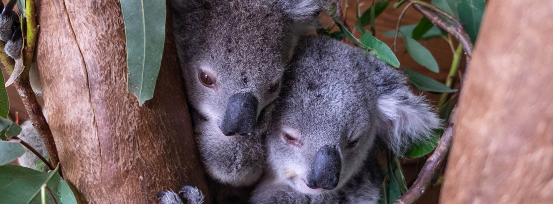 MIT Great Barrier Reef Initiative – Koala Sanctuary
