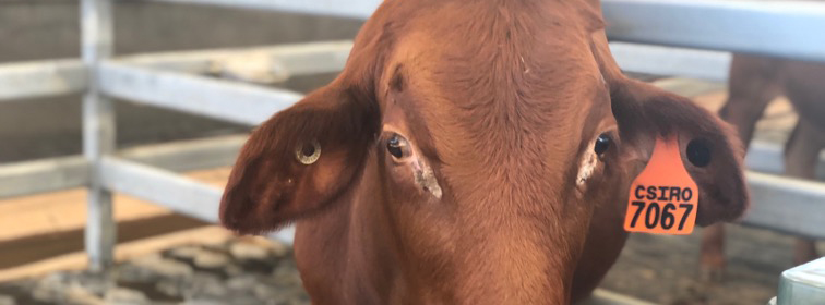 MIT Great Barrier Reef Initiative – Home, Home on the Range, where the Cows and the Engineers Play