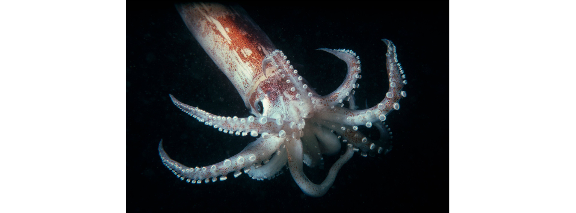 Research on the camouflaging characteristics of squid featured in New York Times