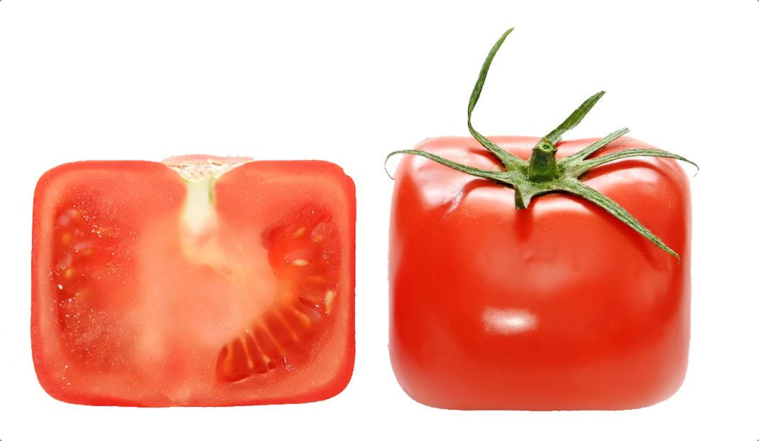 tomato shaped into a cube