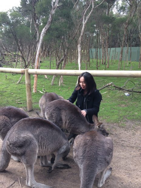 A woman petting a group of kangaroos.