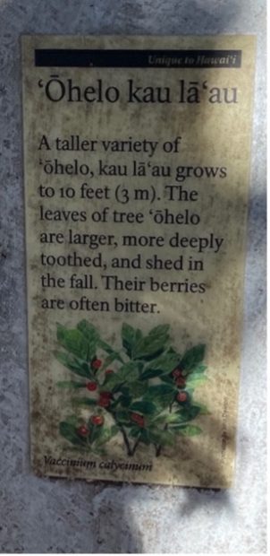 Sign of ʻōhelo kau lāʻau, a plant unique to Hawai'i.