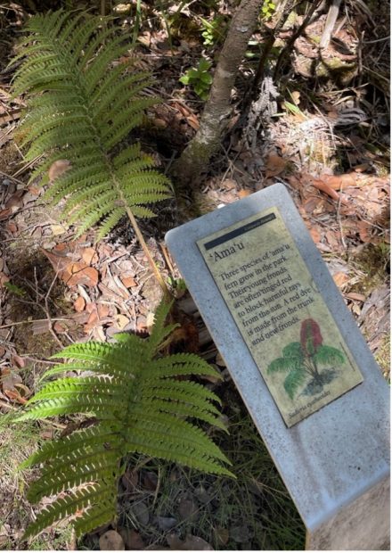 An ʻamaʻu plant and sign in the Hawai'i Volcanoes National Park.