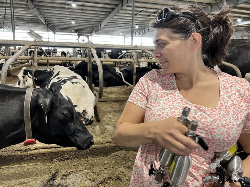 At one of the nation’s largest dairy farms, a curious cow inspects Desirée Plata and the devices she’s holding.