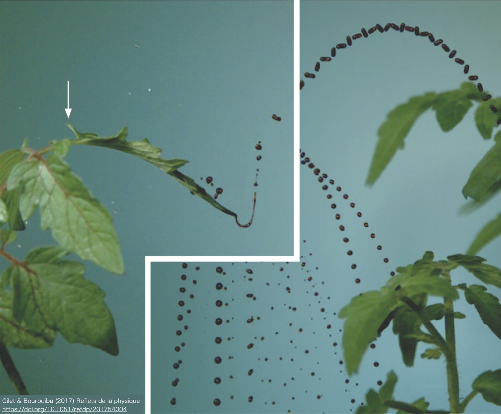 New study demonstrates how fluid-pathogen interaction can shape contamination