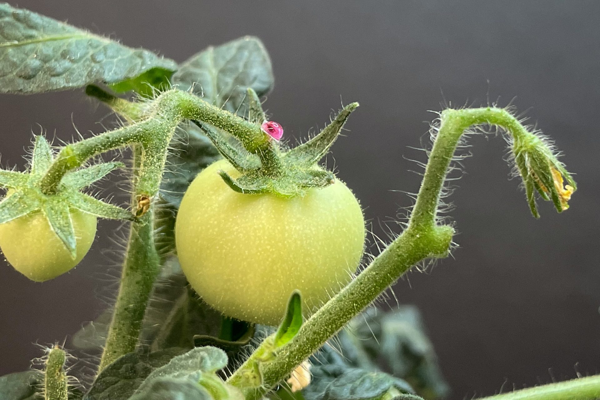 Will the vegetables of the future be fortified using tiny needles?