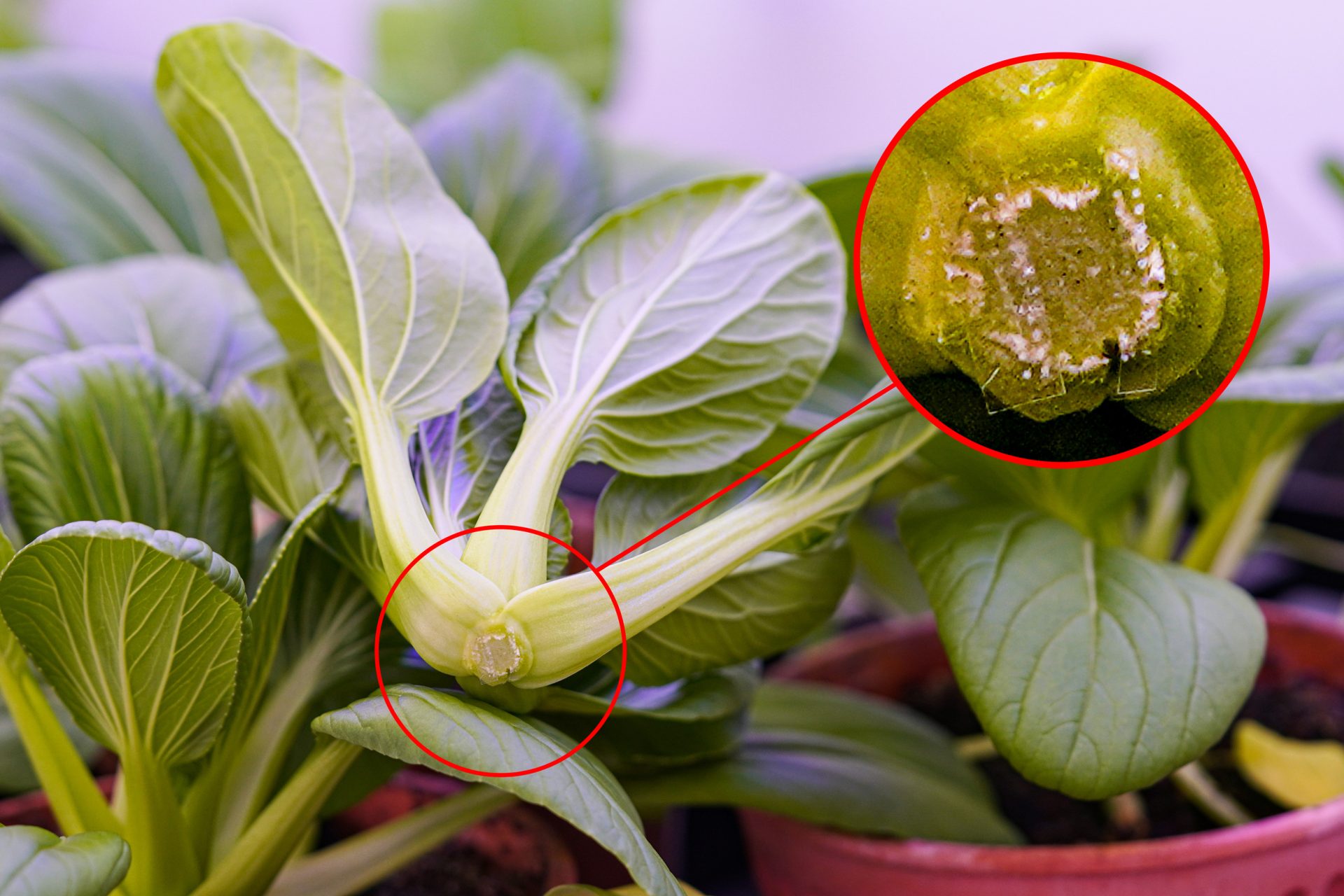 A new technology for extending the shelf life of produce