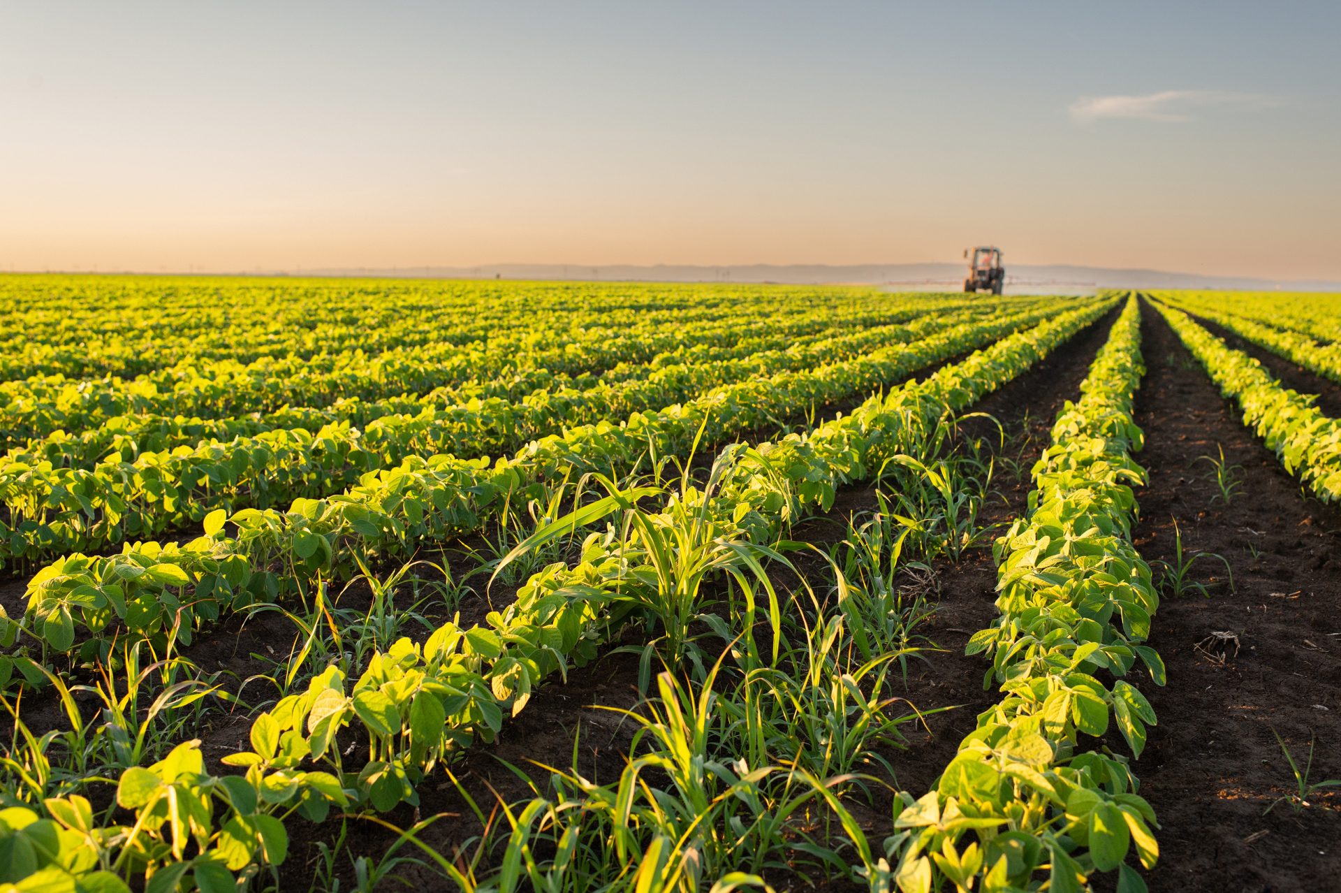 Study shows how a common fertilizer ingredient benefits plants