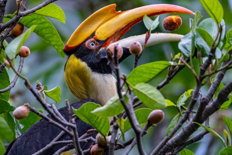 Why animals are a critical part of forest carbon absorption