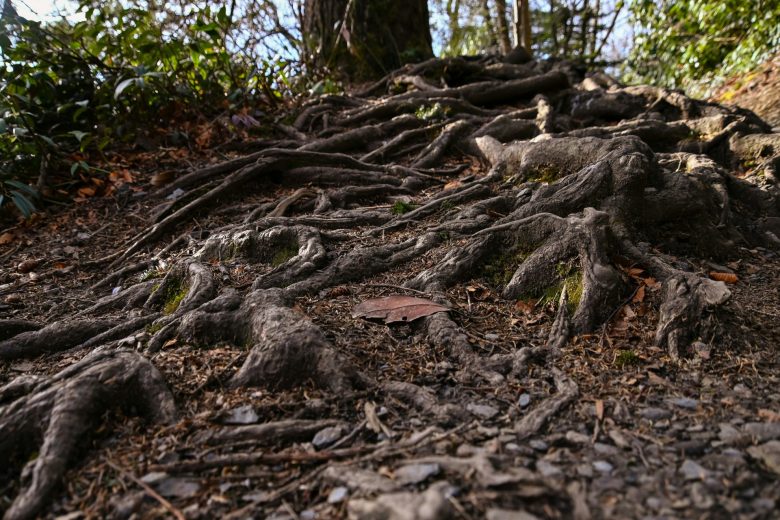 Plant nutrient strategies could reshape carbon sink predictions