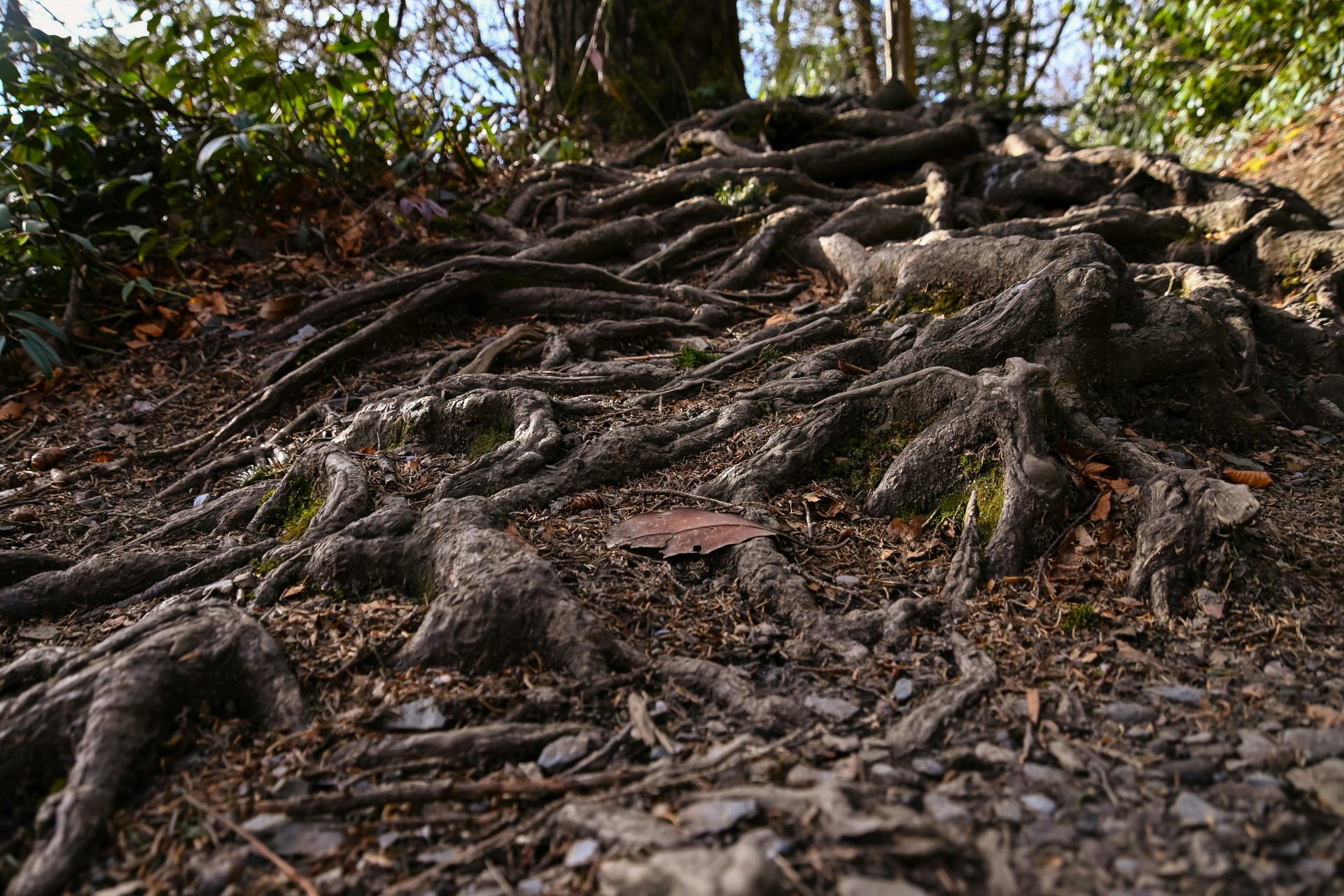 Plant nutrient strategies could reshape carbon sink predictions