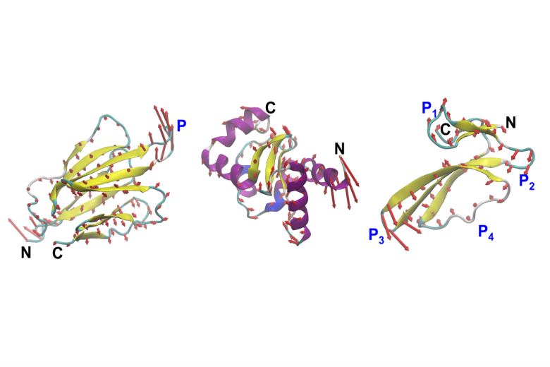 MIT engineers design proteins by their motion, not just their shape